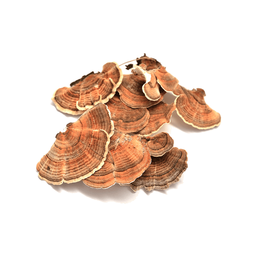 Organic Turkey Tail Mushroom (trametes versicolor) - 100% Fruiting Body