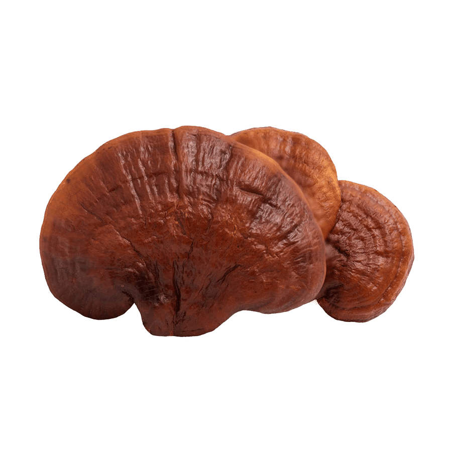 Organic Reishi Mushroom (ganoderma lucidium) - 100% Fruiting Body