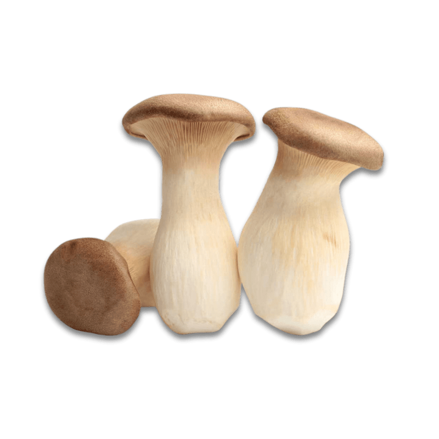 Organic King Trumpet Mushroom (pleurotus eryngii) - 100% Fruiting Body