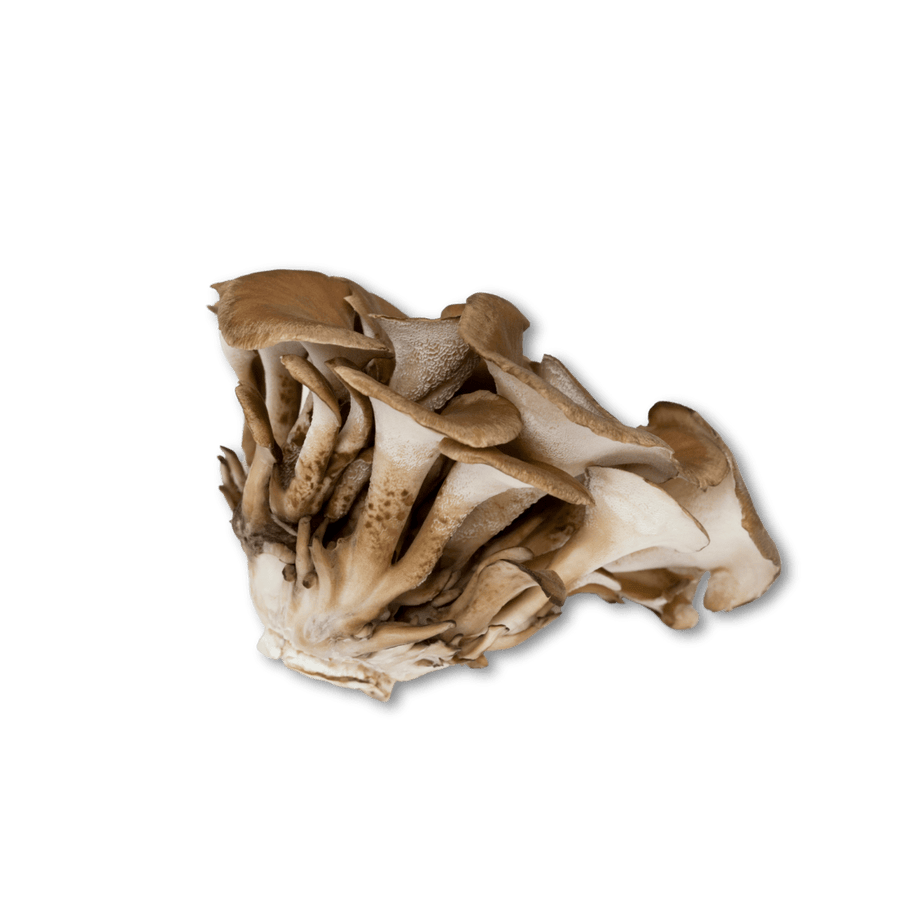 Organic Maitake Mushroom (grifola frondosa) - 100% Fruiting Body