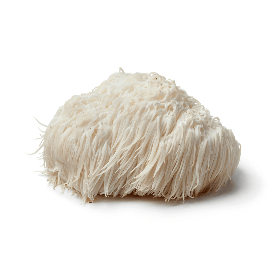 Organic Lion's Mane Mushroom (hericum erinaceus) - 100% Fruiting Body