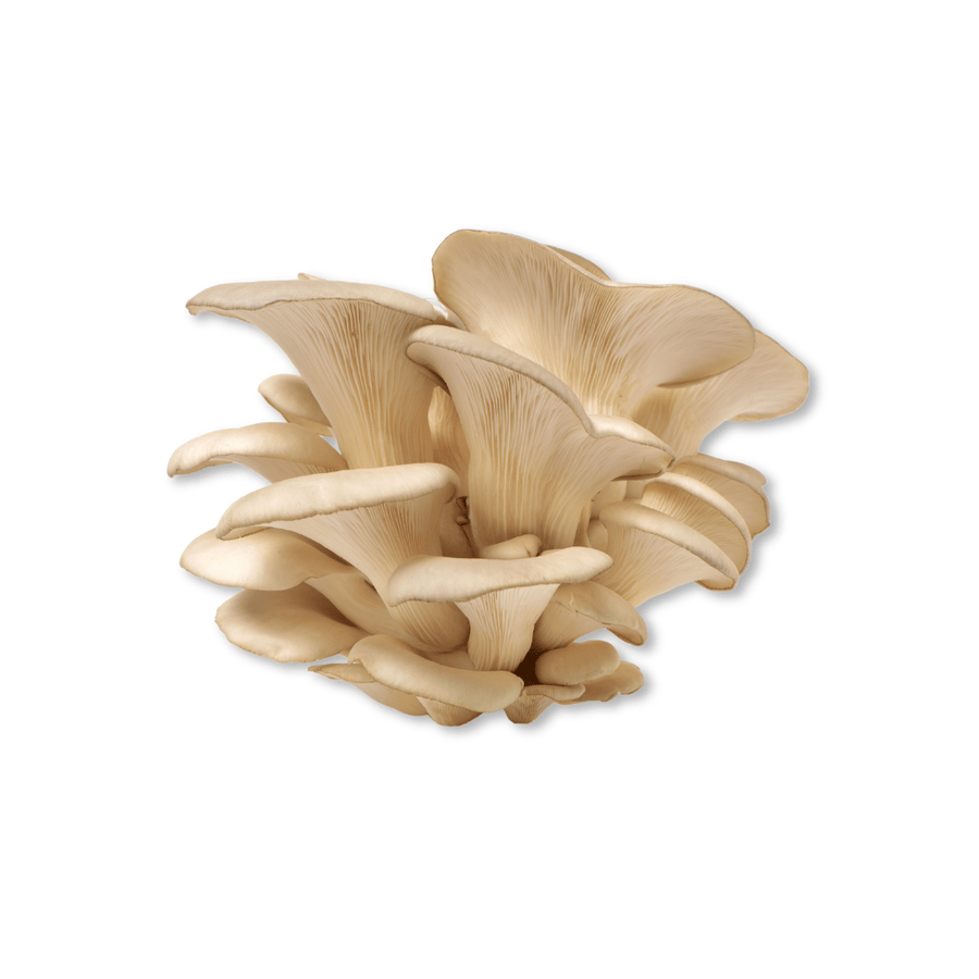 Organic Oyster Mushroom (pleurotus ostreatus) - 100% Fruiting Body