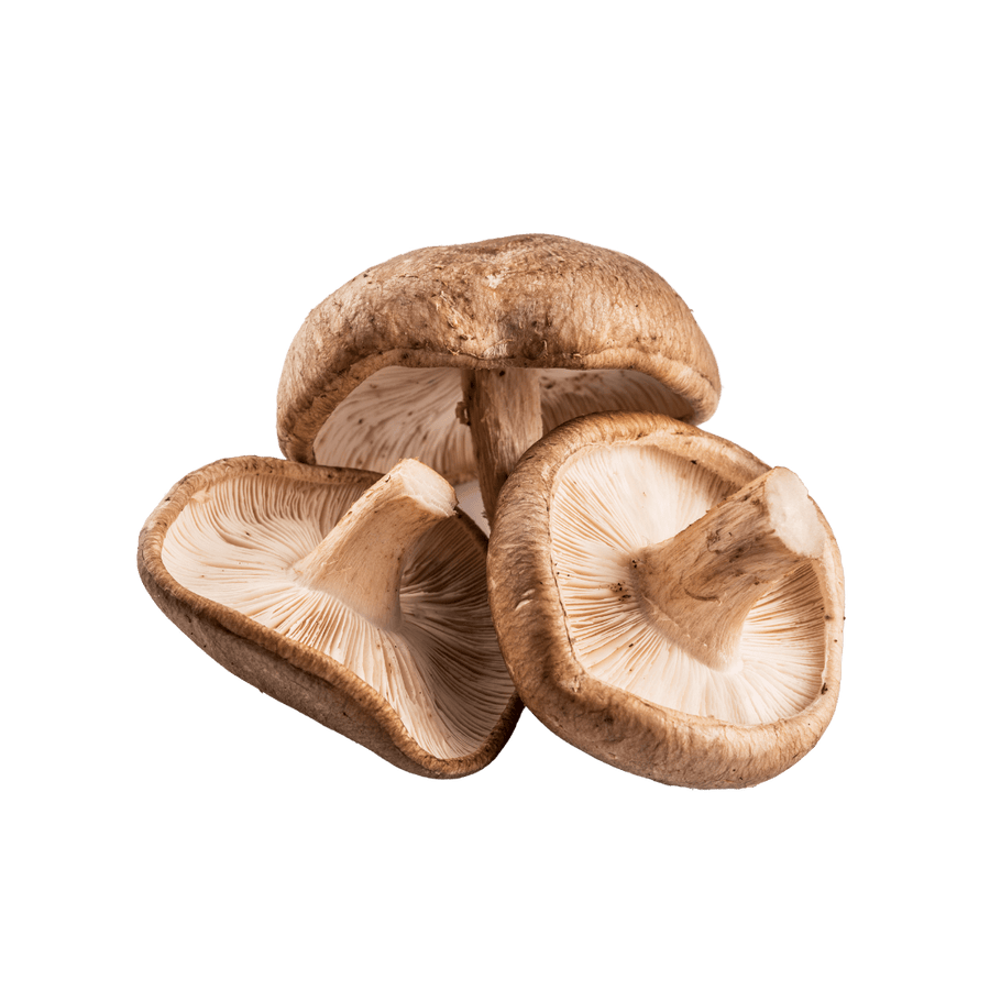 Organic Shiitake Mushroom (lentinula edodes) - 100% Fruiting Body