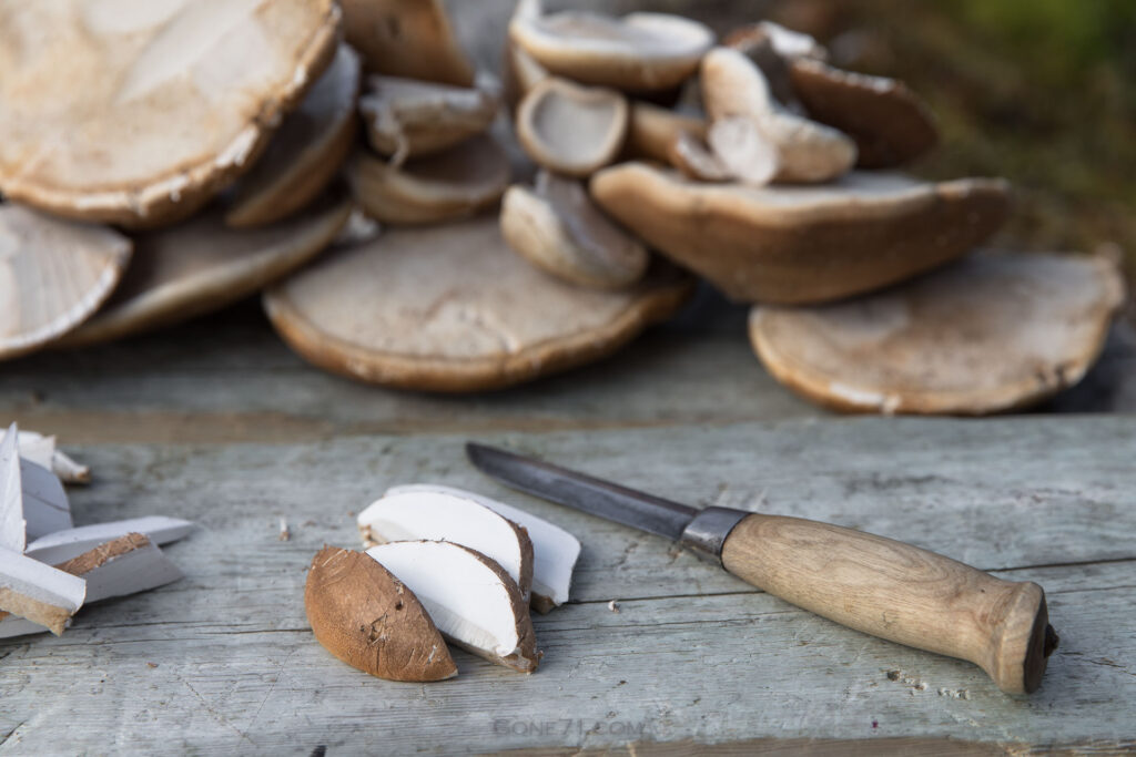 Indoor Cultivation of Piptoporus Betulinus: A New Frontier in Mushroom Research