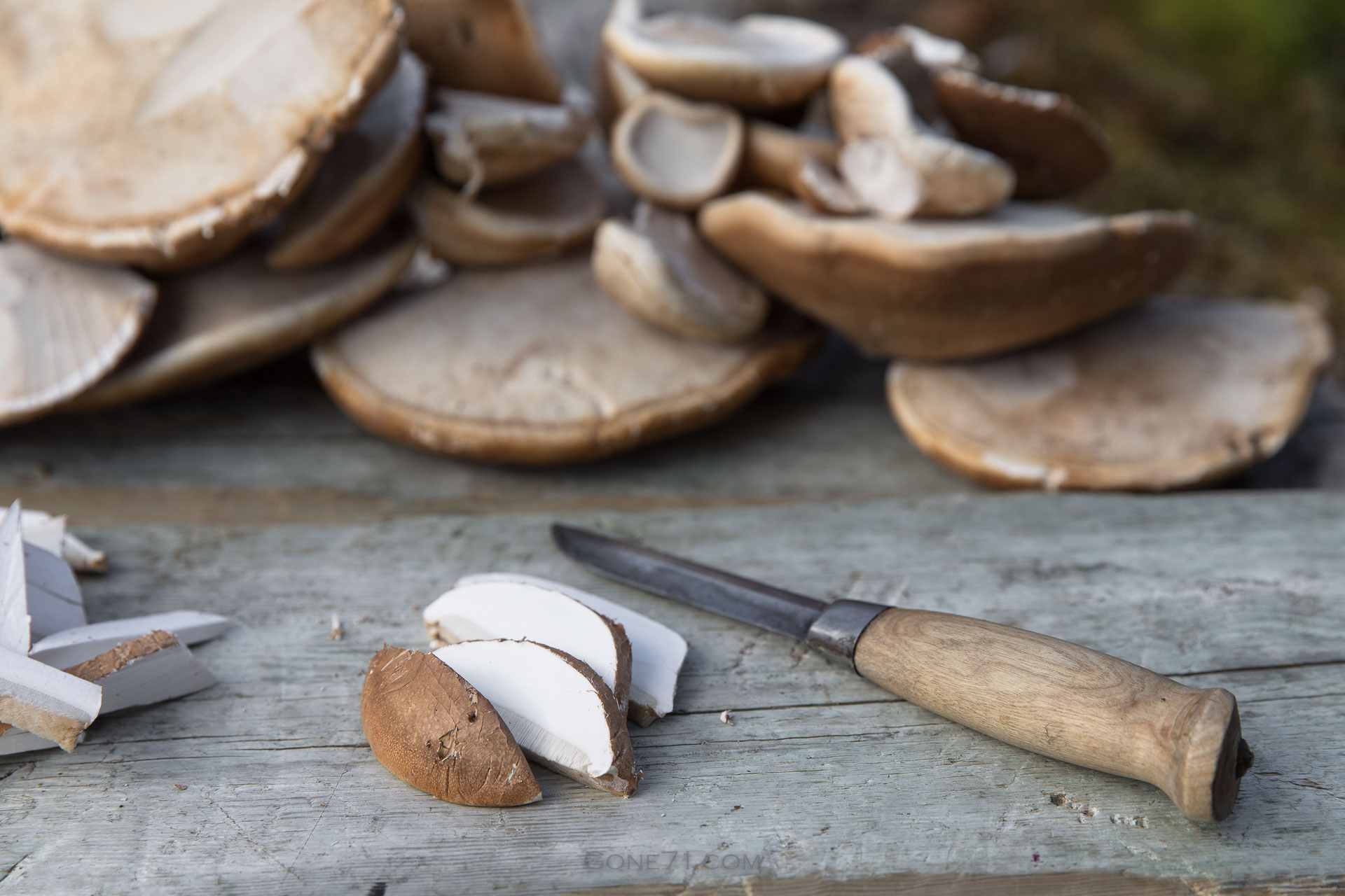 Indoor Cultivation of Piptoporus betulinus: A New Frontier in Mushroom Research