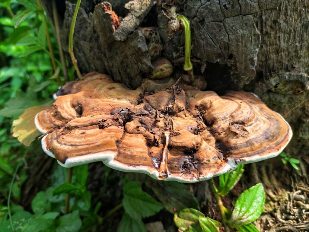 Artist’s Conk (Ganoderma Applanatum) Health Benefits