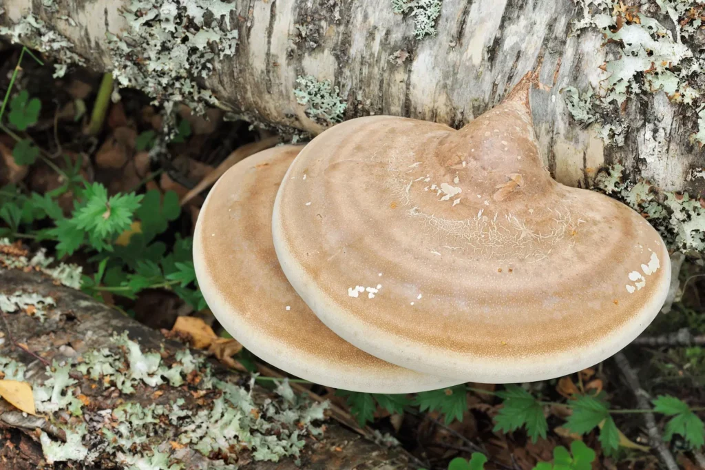 Exploring the Healing Power of Birch Polypore β-D-Glucans
