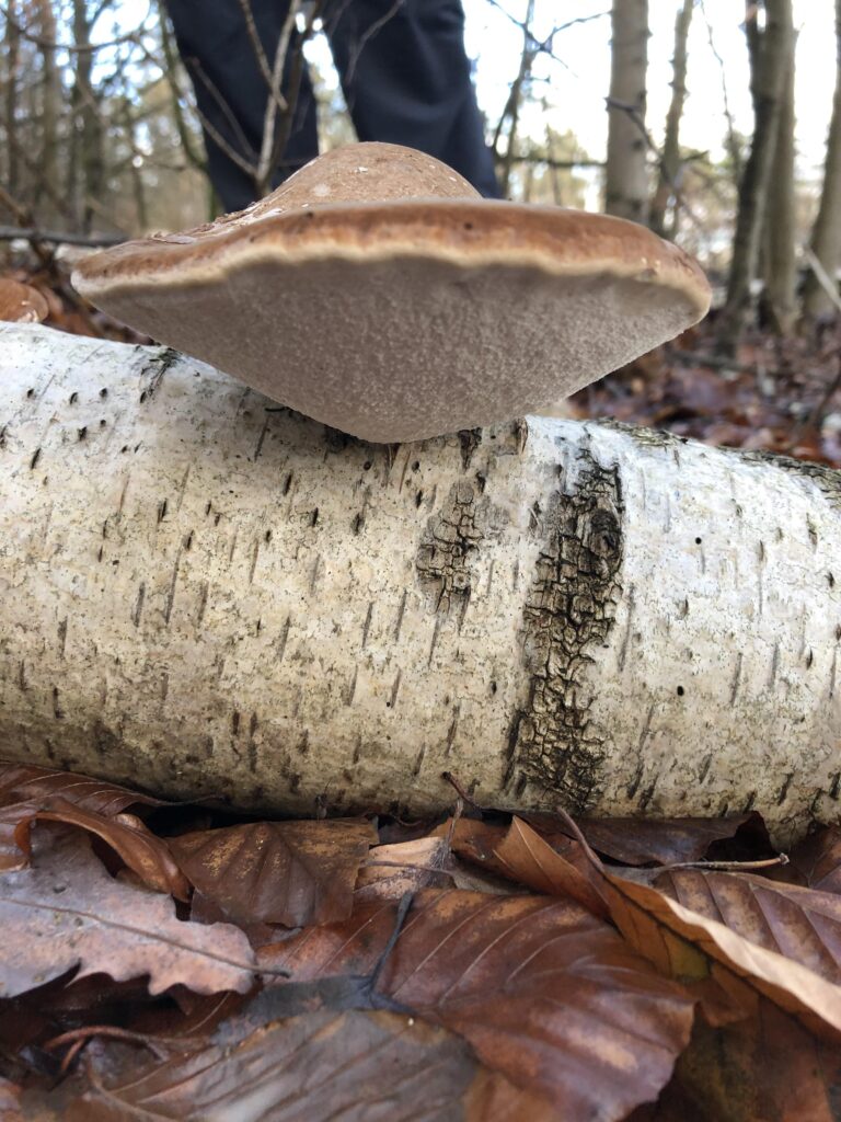 Birch Polypore Health Benefits