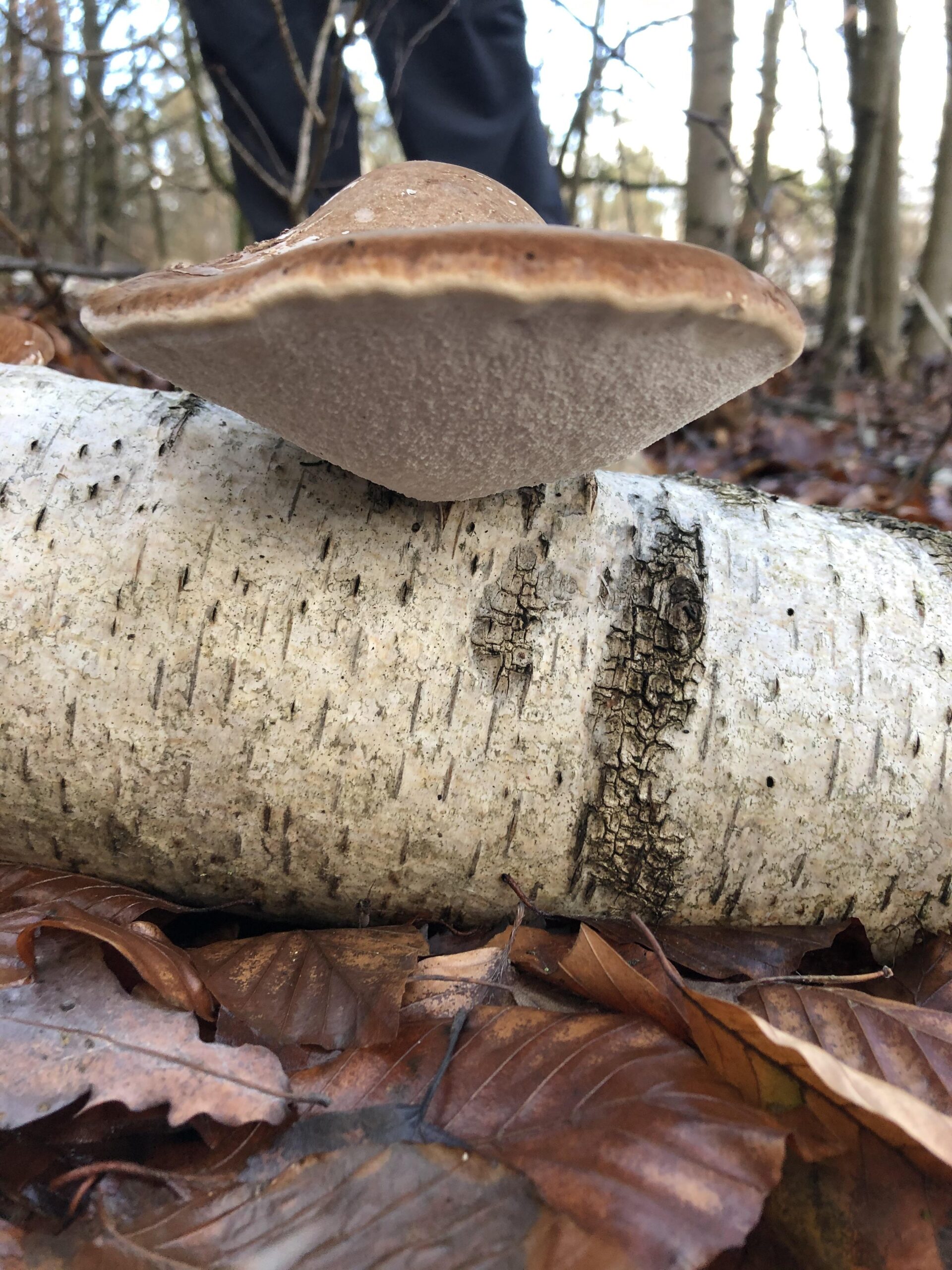 Birch Polypore Health Benefits