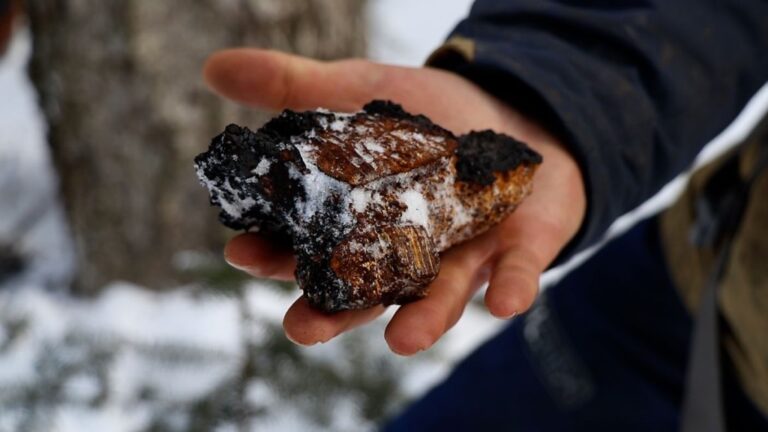 Sustainable Harvesting at TruNorth Naturals: Ensuring the Future of Chaga and Forest Ecosystems