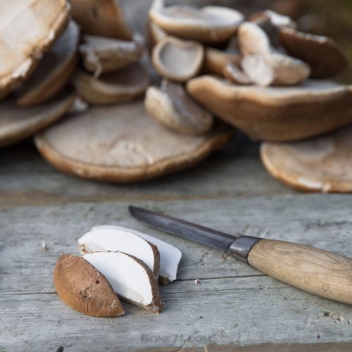 Indoor Cultivation of Piptoporus betulinus: A New Frontier in Mushroom Research