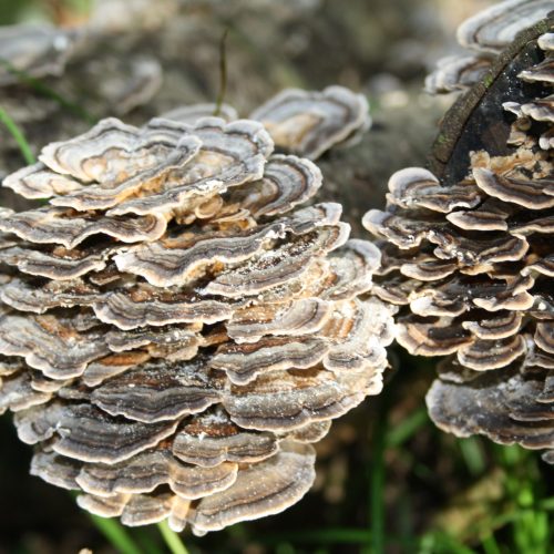 Turkey Tail