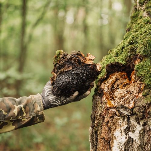 Medicinal Mushrooms and the Future of Cancer Therapy